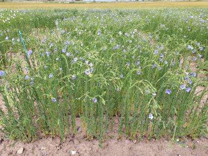 Click for 1 image(s) for this accession.